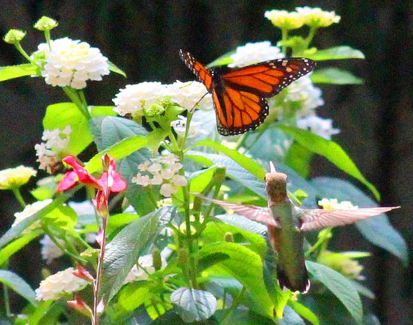 Monarch & Hummingbird thumbnail