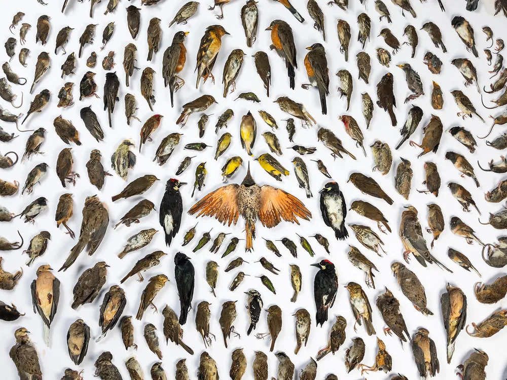 Photographer beautifully displays 232 animals killed by cats 