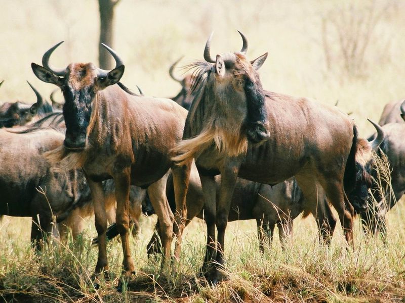 These curious group of wildebeest are just a few of the thousands that ...