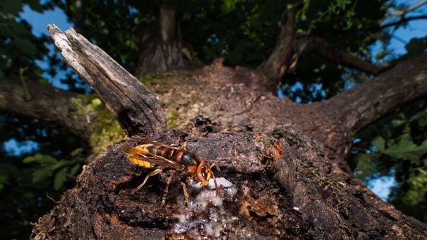 Hornet attracted by the resin of the oak thumbnail