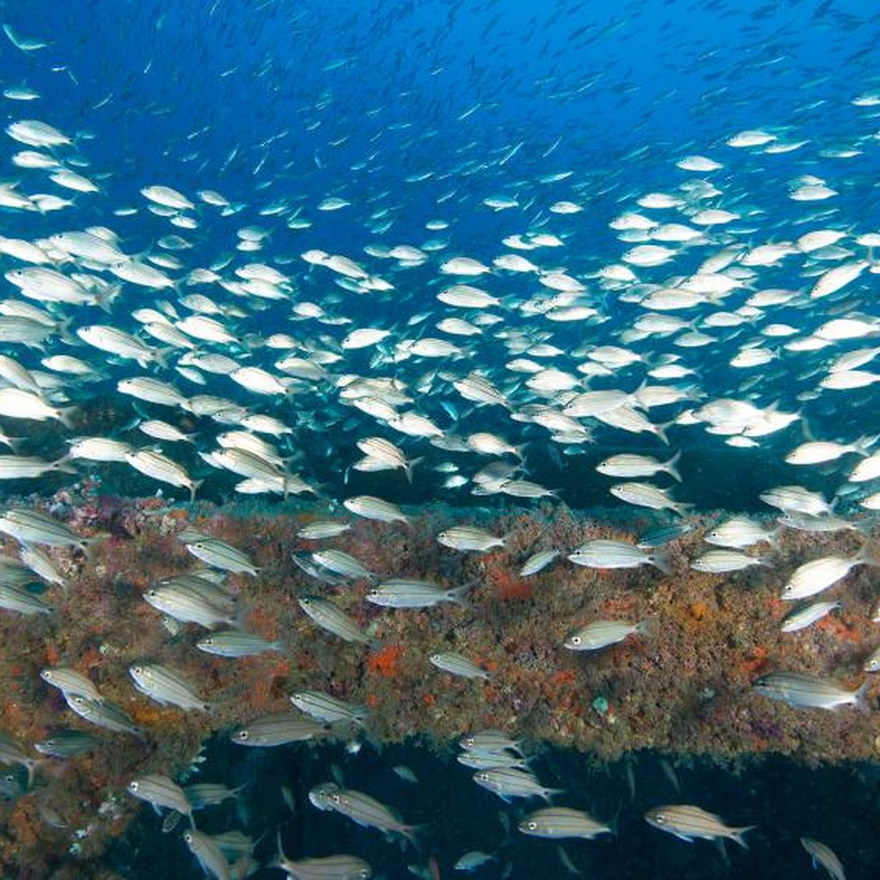 North Carolina's Offshore Shipwrecks Have Surprising New Tenants—Tropical  Fish, image size:1280x1280