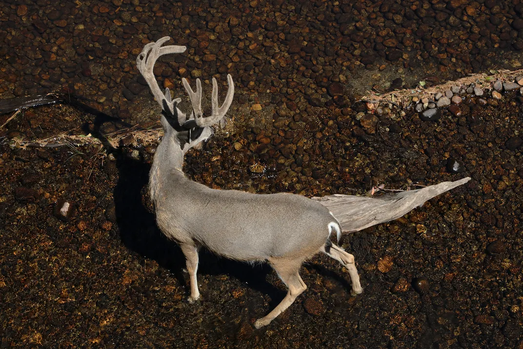 A buck crosses the Merced River.
