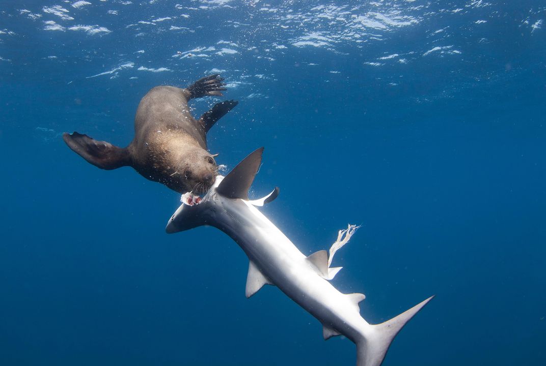 shark eating seal