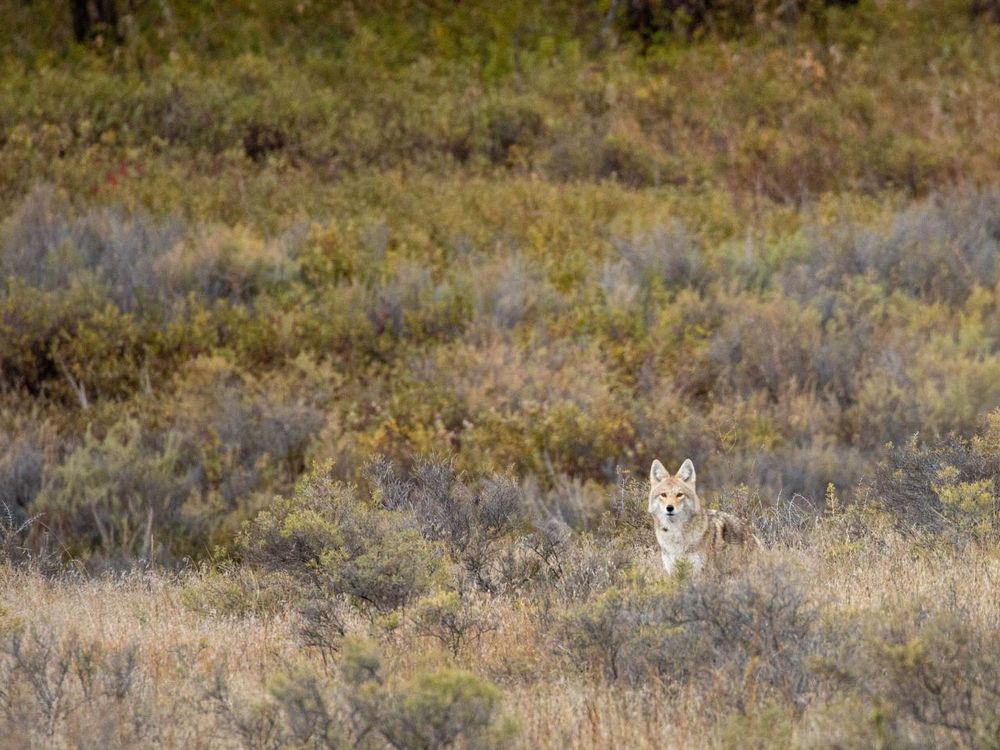As far as predators go, coyotes are one of the most resourceful and resilient.
