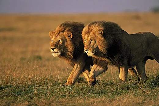 The Truth About Lions | Science| Smithsonian Magazine