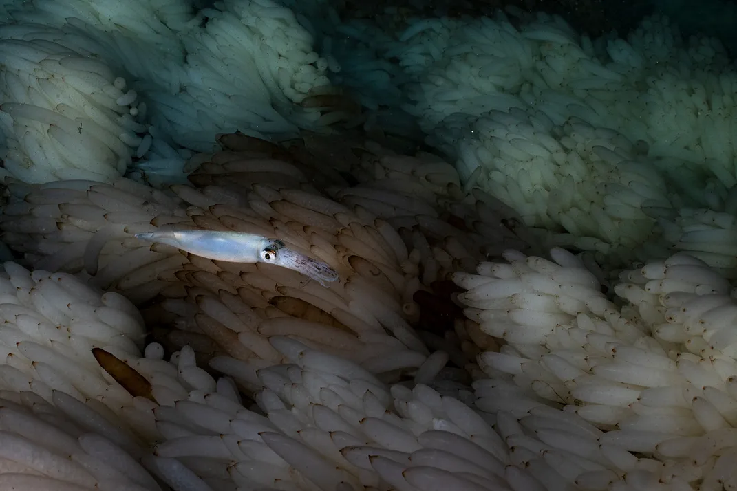 Squid Swimming Over Egg Capsules