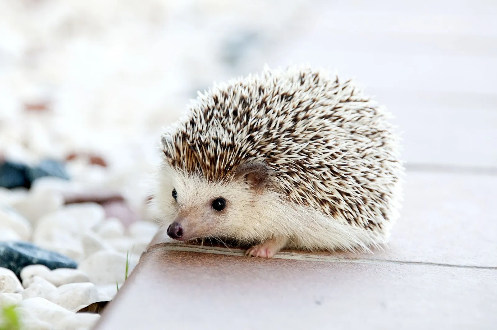 The UK's Hedgehogs (and Other Mammals) Are In Danger | Smart News|  Smithsonian Magazine
