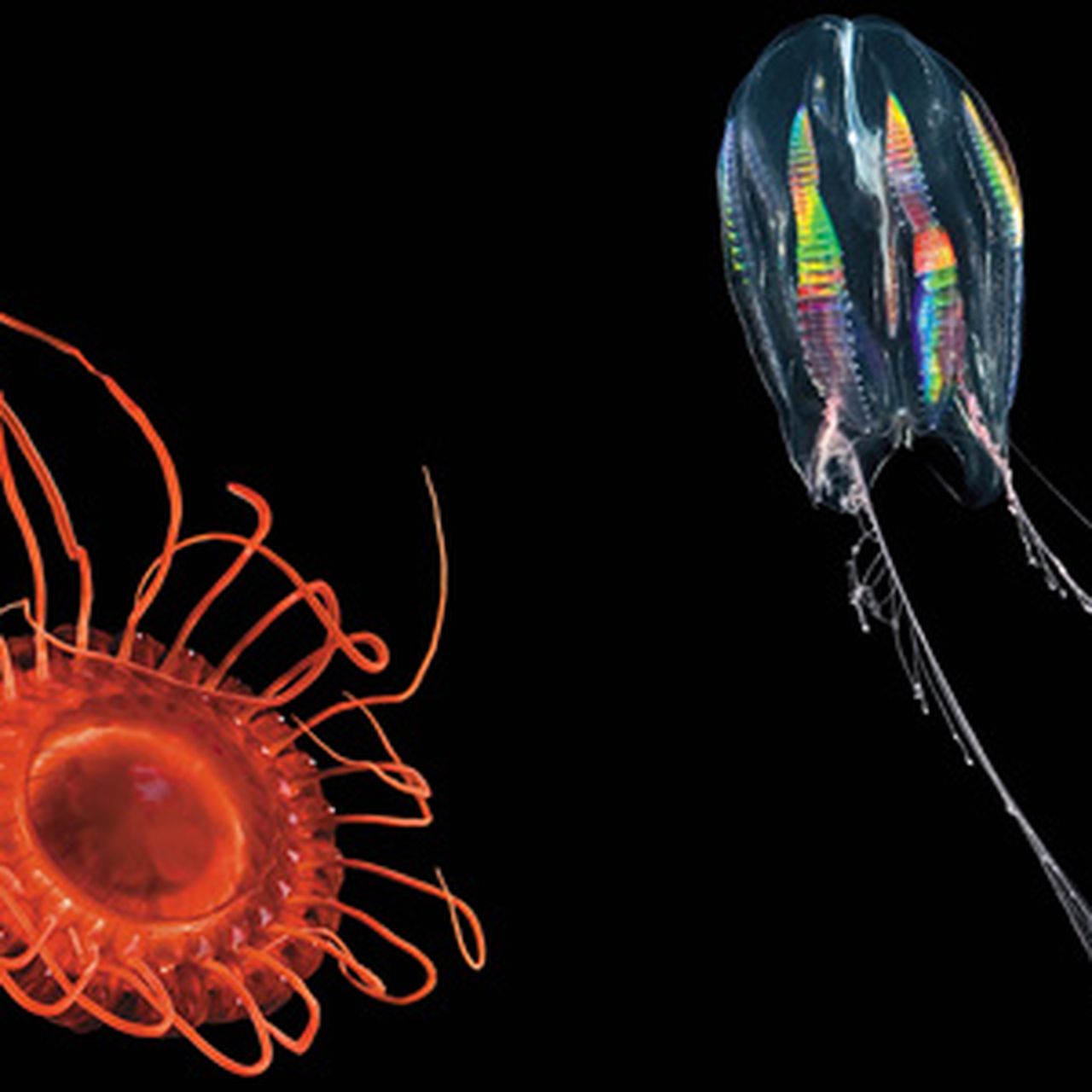 Bioluminescence: Light Is Much Better, Down Where Its Wetter