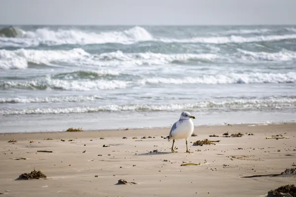 Seagull at Mustang Island thumbnail