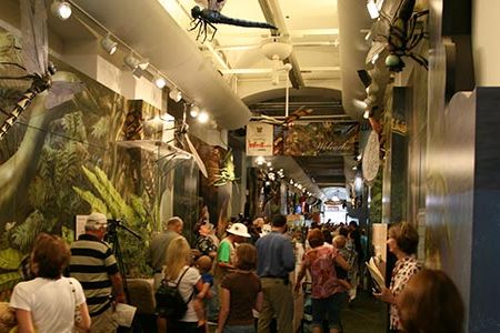 The Audubon Insectarium is the largest freestanding museum in the country dedicated solely to insects and relatives.