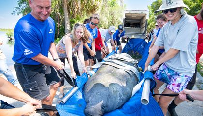 The Race to Save Florida&rsquo;s Manatees