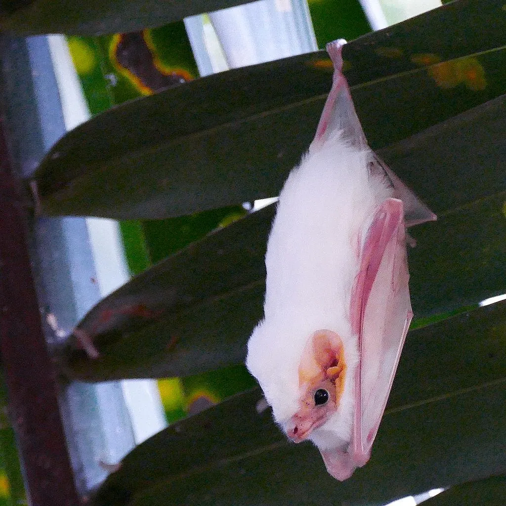 Northern ghost bat hanging from leaf