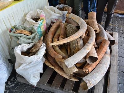 Malaysian customs officials seized thousands of pounds of elephant tusks, pangolin scales, rhino horns and other animal parts in July.