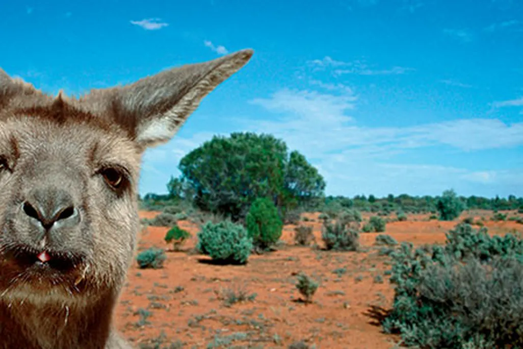 Koalas, kangaroos and wallabies are abundant on the island