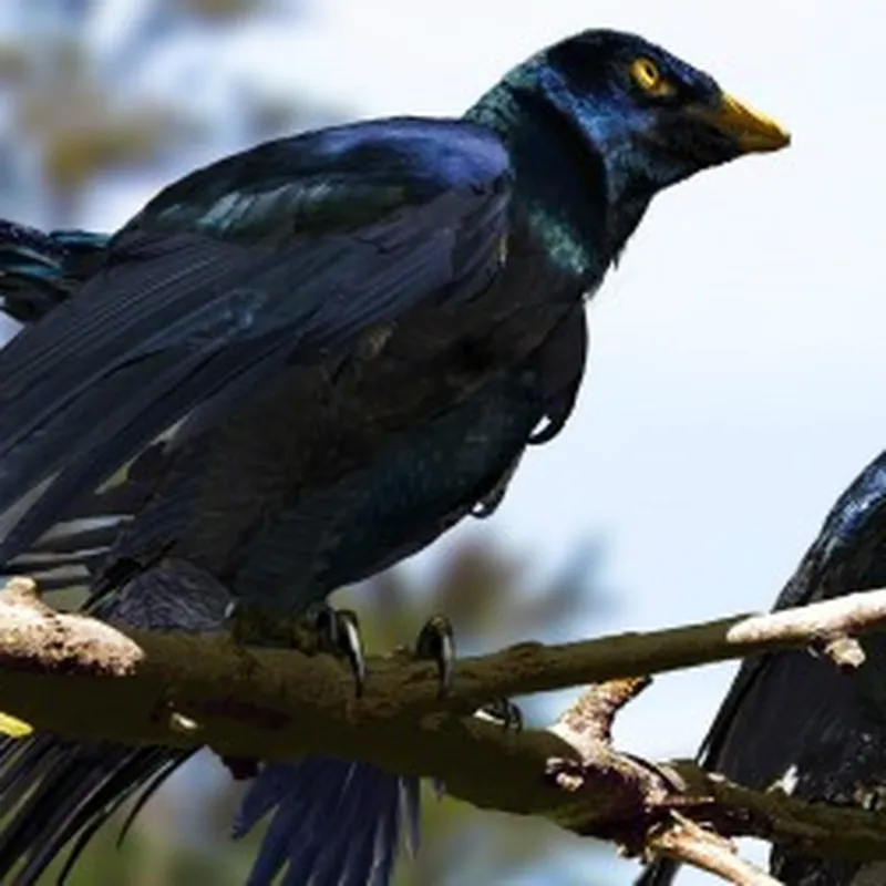 Iridescence in bird feathers has been demystified