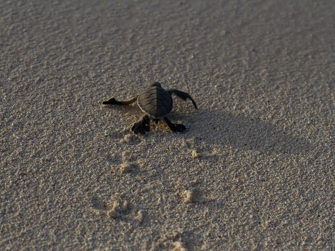 Hawaiian Green Sea Turtle Hatchling