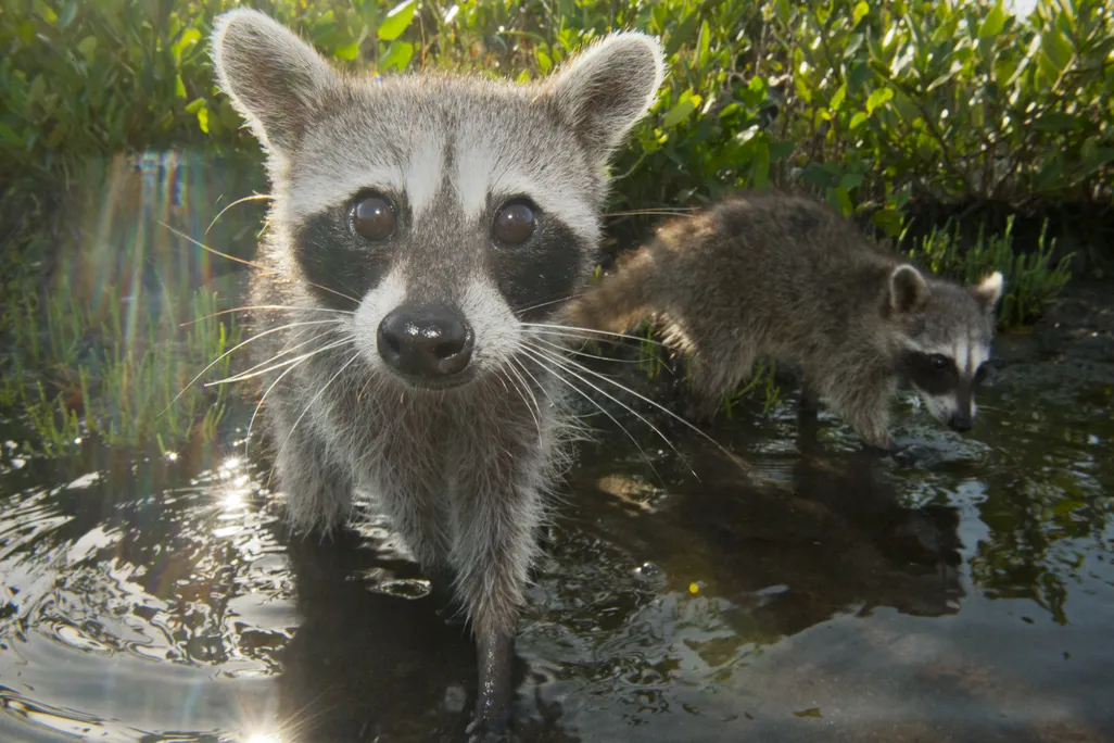 two pygmy raccoons in shallow water