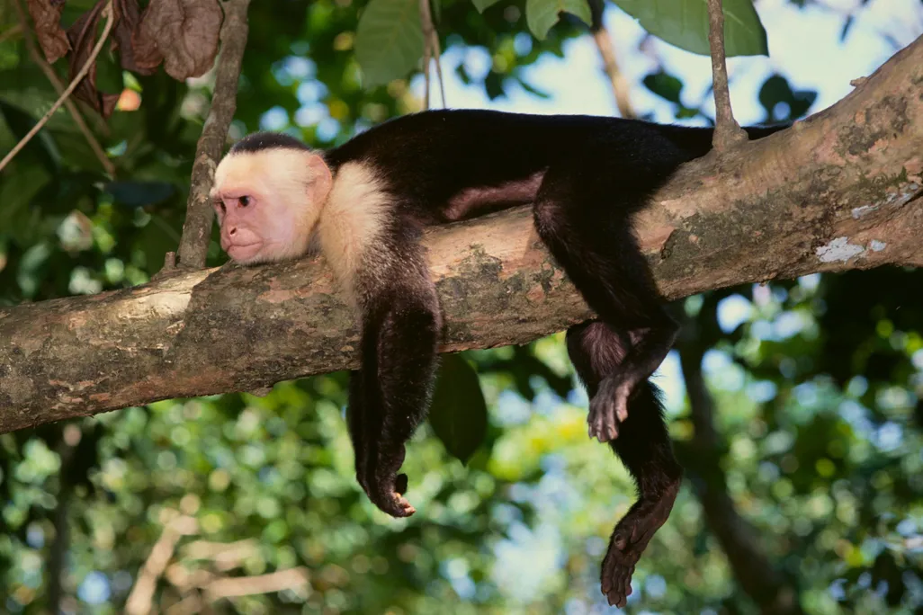 Tired Capuchin