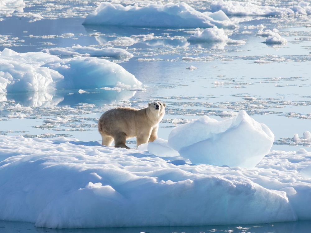 Unique Polar Bear Population Discovered in Greenland, Nature and Wildlife