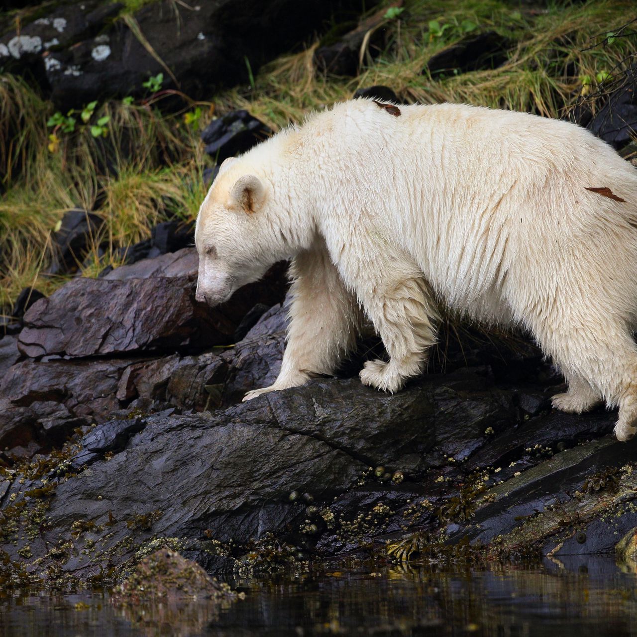 This Rare, White Bear May Be the Key to Saving a Canadian Rainforest