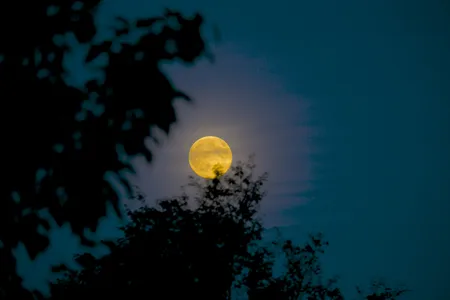 A harvest moon peeking through the trees on September 8, 2014.