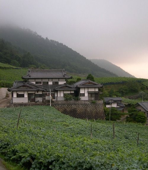 Vineyards in Japan’s Yamanashi Prefecture