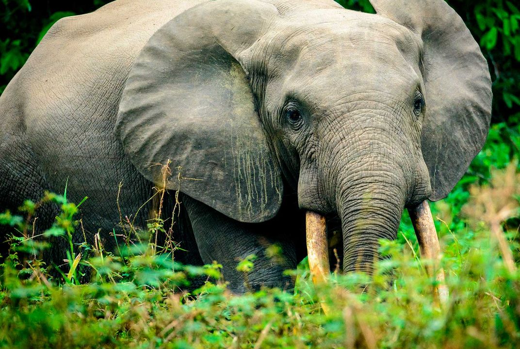How Humans Benefit From a Highway of Trails Created by African Forest  Elephants | Science| Smithsonian Magazine