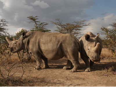 The two surviving northern white rhinos, a mother and daughter, are both infertile
