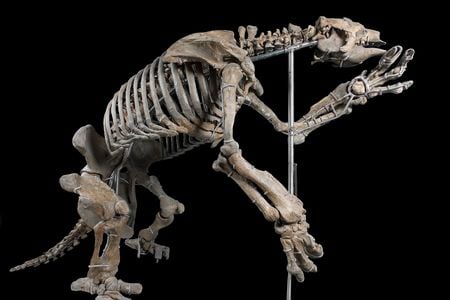 The fossil Eremotherium was from south Georgia. And it was an important one, since it firmly establish the presence of the giant ground sloth, which had previously been unknown in the United States. 