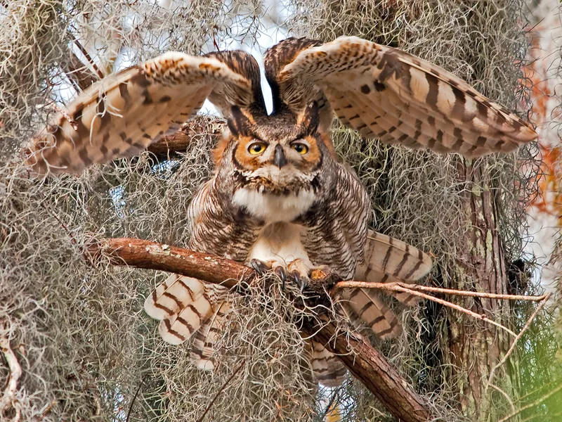 Great Horned Owl on perch near nest in Loxahatchee National Wildlife ...