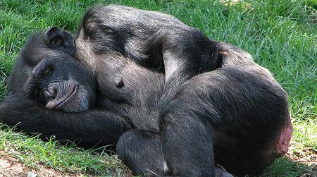 Sometimes sleeping on the ground is cooler and more comfortable for chimpanzees.