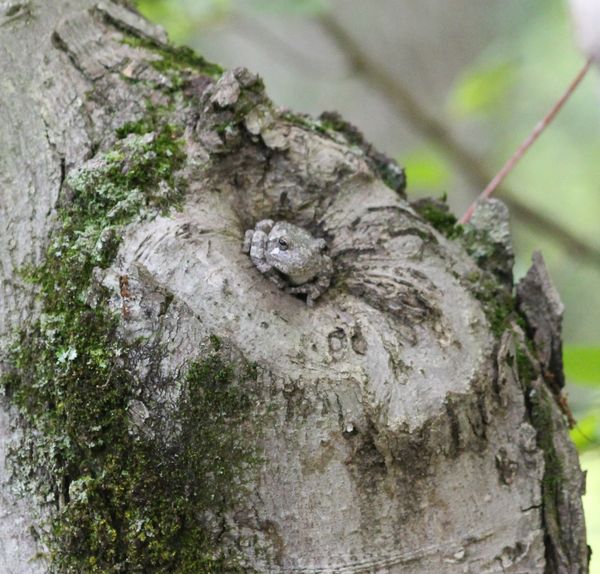 The Greeter thumbnail