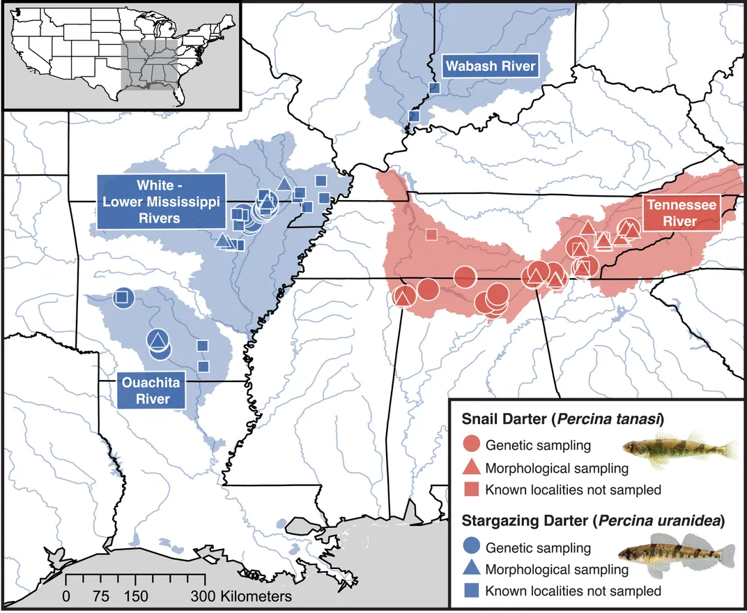 map showing stargazing darter range in parts of Louisiana, Arkansas, illinois, Indiana and Missouri, as well as the snail darter range in parts of tennessee, mississippi, alabama, georgia, kentucy, north carolina and virginia