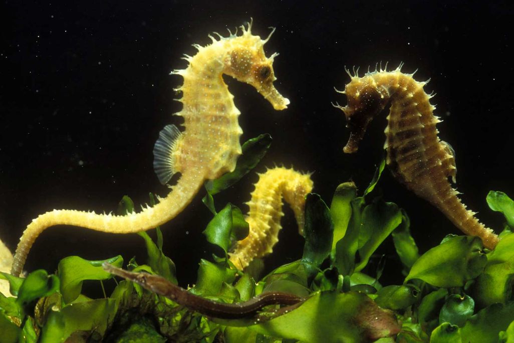 Three Seahorses