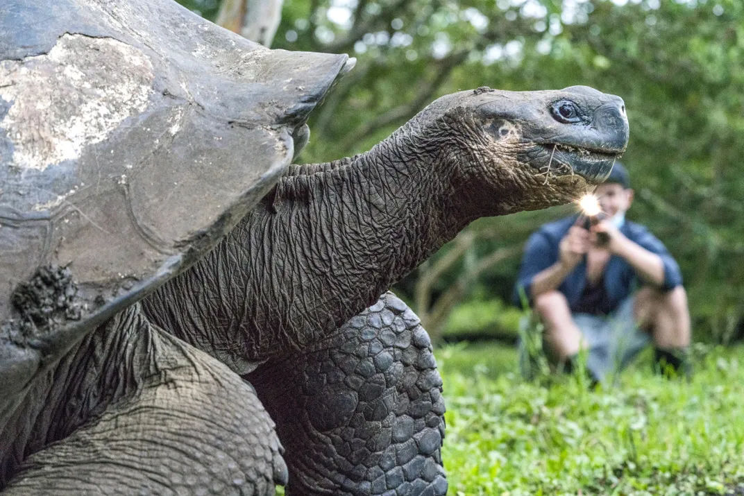 Galápagos giant tortoises