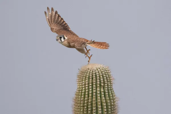 American Kestrel on Saguaro thumbnail