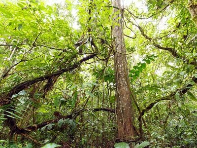Compared with the trees, lianas are able to put more energy  into the production of leaves and seeds and less towards growing a trunk.