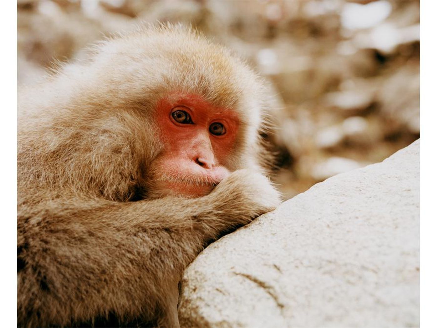OPENER - female macaque