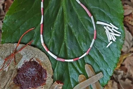 An experimental replica of shell beads with Natufian red organic colorant made from the roots of Rubiaceae plants