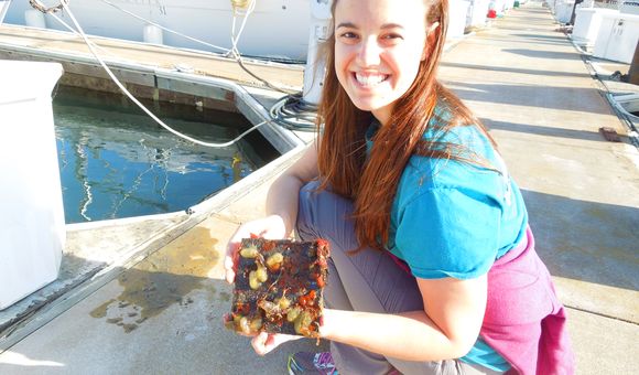 SERC marine biologist Brianna Tracy holds a plate with marine life pulled from a dock in San Francisco. (Credit: Kristen Minogue/SERC)