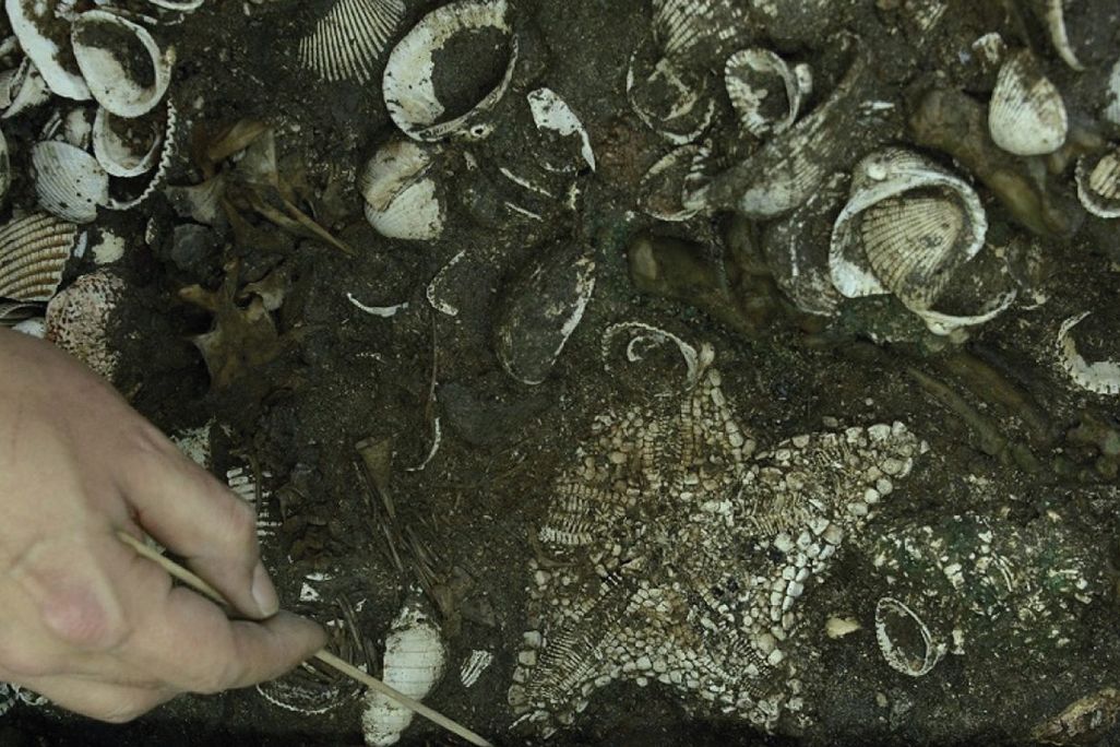 View of starfish deposited as ritual offering