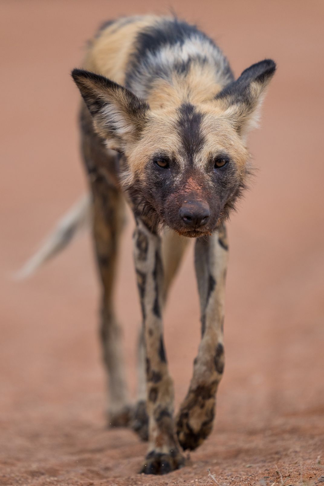 As creatures of the open savanna, African wild dogs must cover vast distances. Over the millennia, they’ve evolved longer legs and larger lungs than other wild canines.