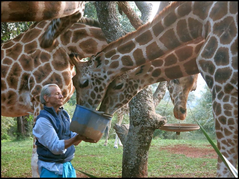 Peter Beard at Hog Ranch in 2014 feeding giraffes