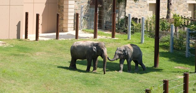 Elephants at the National Zoo