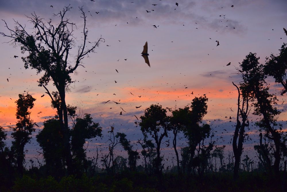 Straw-colored fruit bats in Kasanka National Park in Zambia