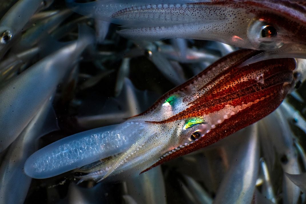 Female Squid Depositing Capsule With Eggs