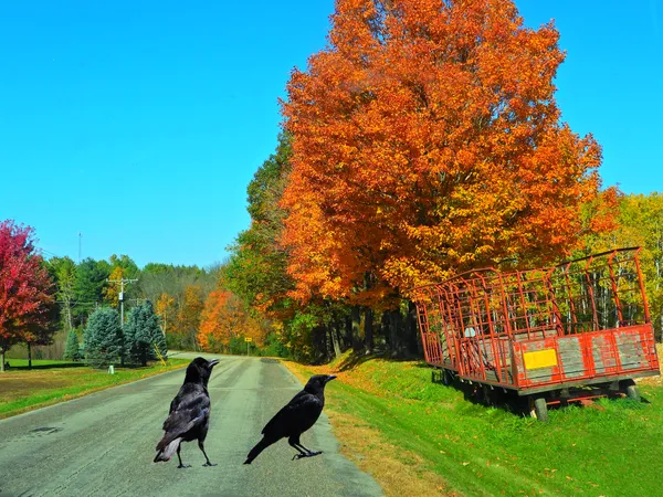 Crows and Farm Wagon Composite thumbnail