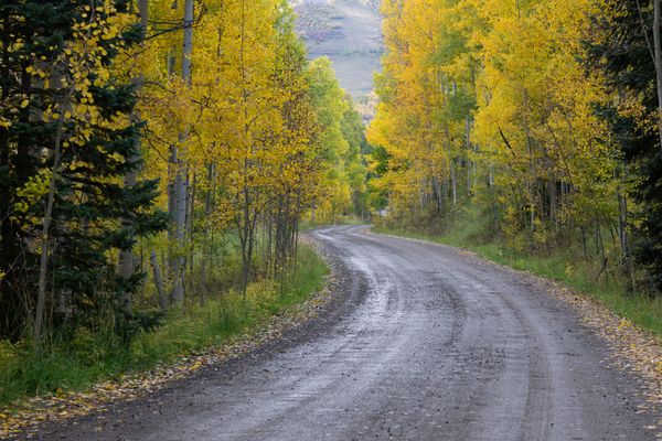 Country road lined with Aspens thumbnail