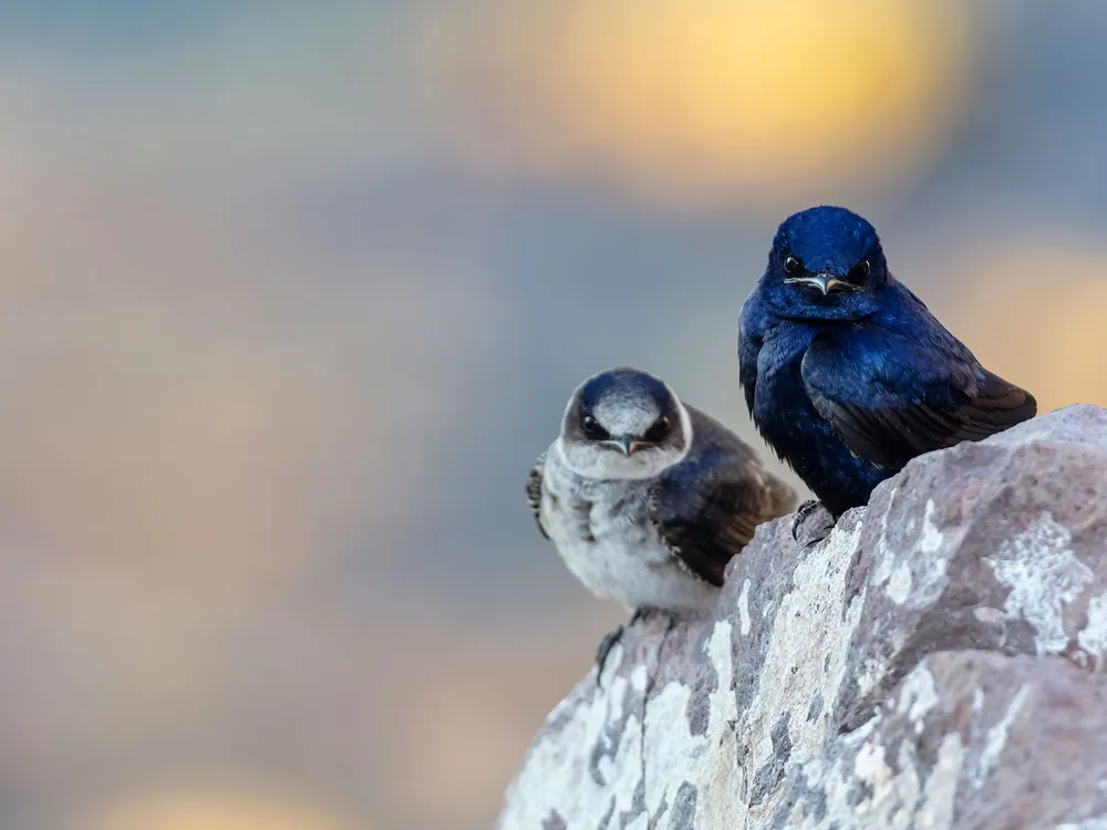 a male and female purple martin sit on a rock
