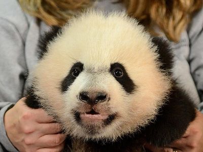 Bei Bei visits the vet. 